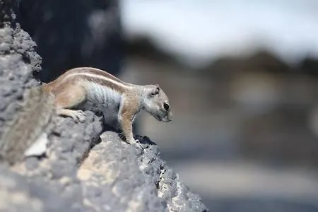 Апартаменты Casa Lirio *